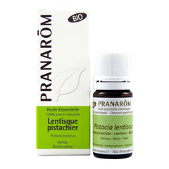 Lentisque pistachier